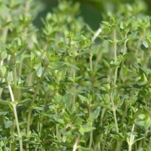 Thymus Thyme of Provence