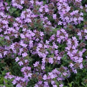 Thymus pseudolanuginosus