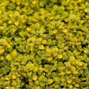 Thymus pulegioides Archer's Gold