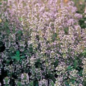 Thymus vulgaris
