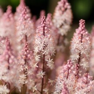 Tiarella Angel Wings ('Gowing') (PBR) (Fox Series)