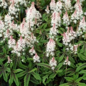 Tiarella Spring Symphony (PBR)