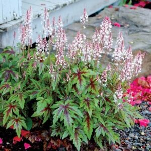 Tiarella Sugar and Spice (PBR)