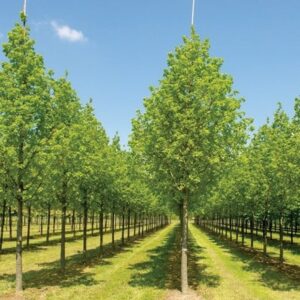 Tilia platyphyllos