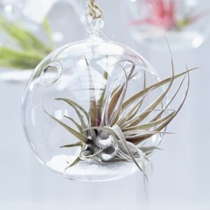Tillandsia capitata Peach