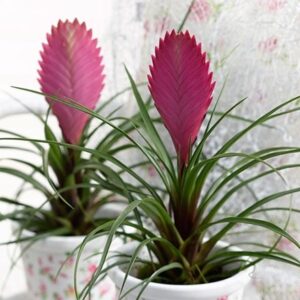Tillandsia cyanea
