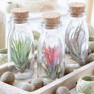 Tillandsia multiflora