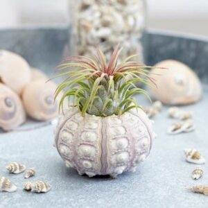 Tillandsia sputnik