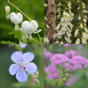 Tom's Chelsea Woodland Sanctuary collection 'Delicate colour'