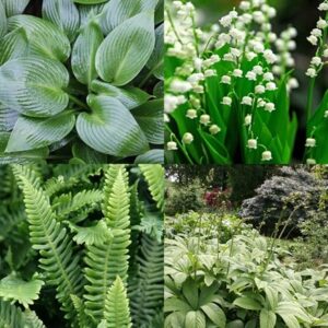 Tom's Chelsea Woodland Sanctuary collection 'Lush shade'