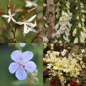 Tom's Chelsea Woodland Sanctuary collection 'Textural tones'