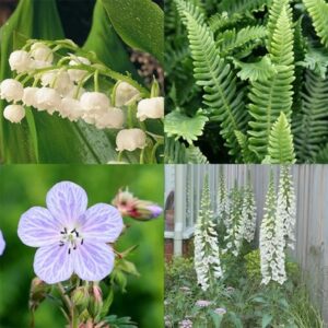 Tom's Chelsea Woodland Sanctuary mini-border collection 'Cool & Calm'