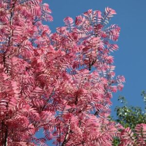 Toona sinensis Flamingo