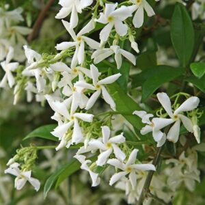 Trachelospermum jasminoides