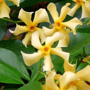 Trachelospermum jasminoides Star of Toscana ('Selbra') (PBR)