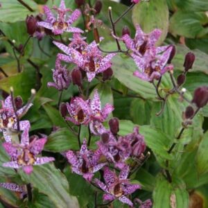 Tricyrtis formosana Dark Beauty