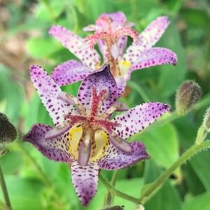 Tricyrtis hirta Akachan Daisy