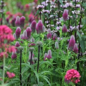 Trifolium rubens