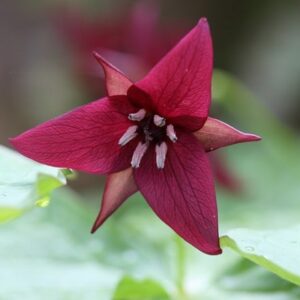 Trillium erectum
