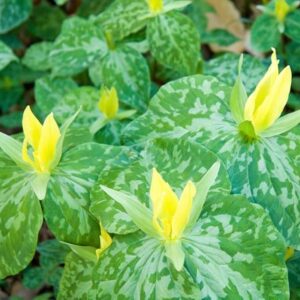 Trillium luteum