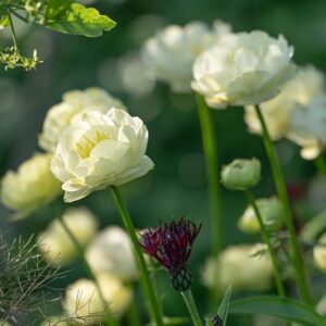 Trollius × cultorum Alabaster