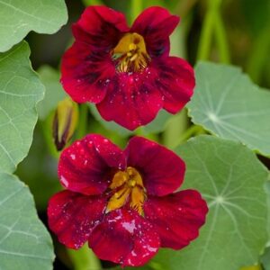 Tropaeolum majus Black Velvet (Tom Thumb Series)