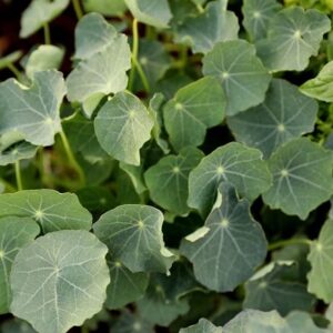 Tropaeolum majus Blue Pepe