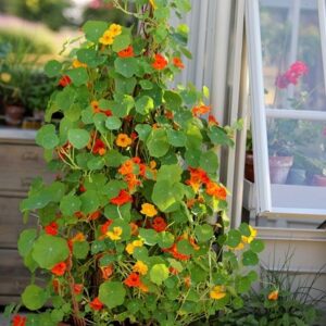 Tropaeolum majus Climbing Mixed