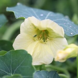 Tropaeolum majus Milkmaid