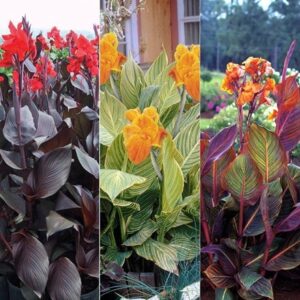 Tropicanna Cannas