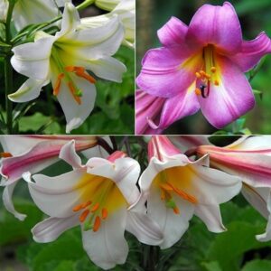 Trumpet lily collection