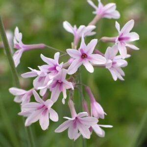 Tulbaghia Purple Eye