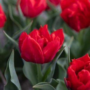 Tulipa Abba