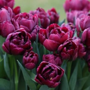 Tulipa Alison Bradley
