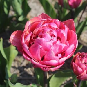 Tulipa Amazing Grace
