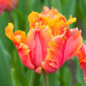 Tulipa Amazing Parrot