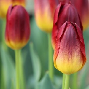 Tulipa Amber Glow