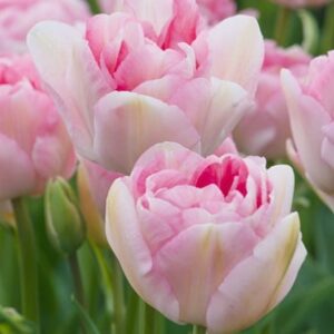 Tulipa Angélique