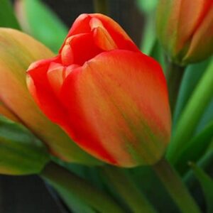 Tulipa Apeldoorn
