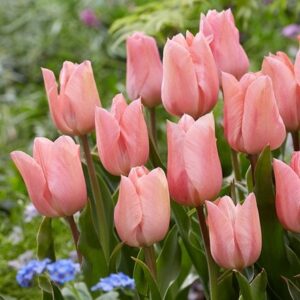 Tulipa Apricot Beauty
