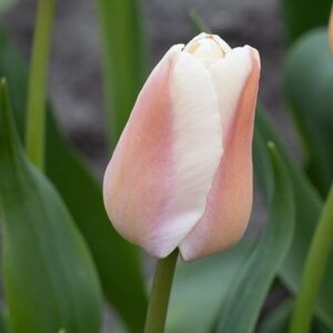 Tulipa Apricot Pride