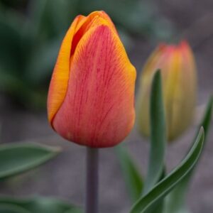 Tulipa Asahi
