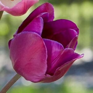 Tulipa Attila