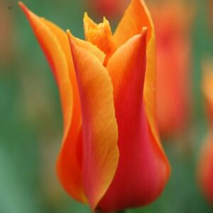 Tulipa Ballerina
