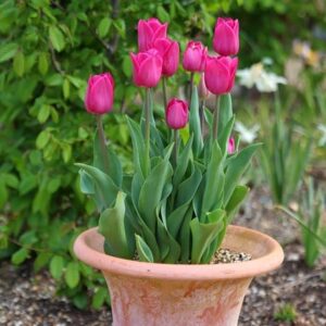 Tulipa Barcelona