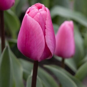 Tulipa Big Love