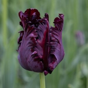 Tulipa Black Parrot