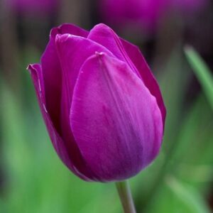 Tulipa Blue Beauty