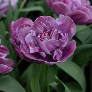 Tulipa Blue Diamond