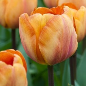 Tulipa Brown Sugar